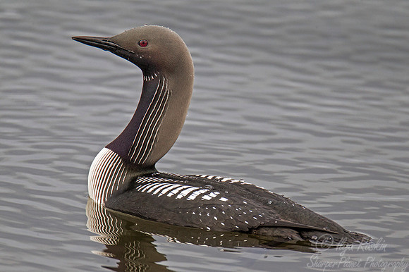 096 Pacific loon (Gavia pacifica) - Nome AK