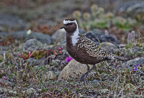 157 American Golden Plover (Pluvialis dominica) - Nome AK