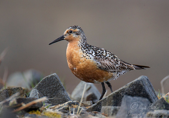 151 Red Knot (Calidris canutus) - Nome AK