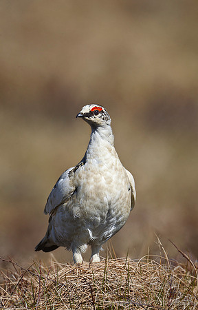 008 Rock Ptarmigan (Lagopus muta) - Nome AK