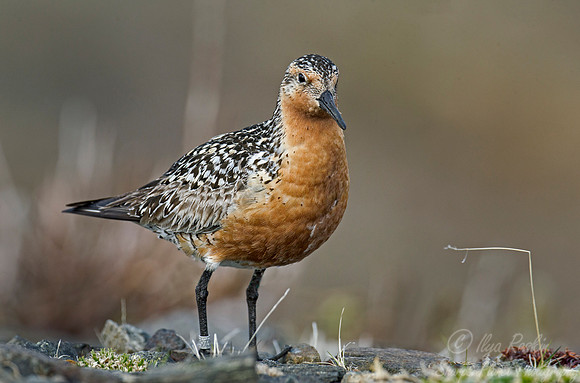 152 Red Knot (Calidris canutus) - Nome AK