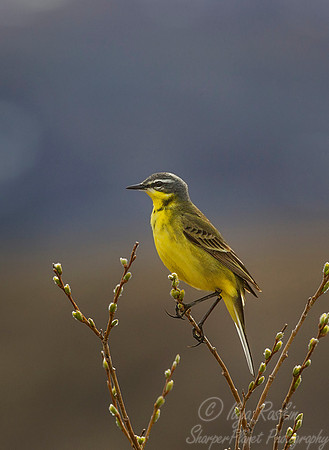 015 Western Yellow Wagtail, (Motacilla flava) - Nome AK