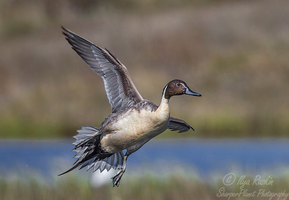 117 Northern Pintail (Anas acuta) - Nome AK