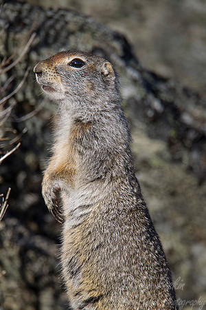 076 Arctic ground squirrel (Spermophilus parryii) - Nome AK