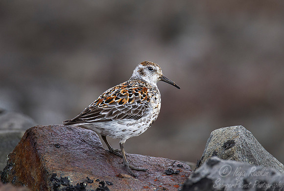 153 Western sandpiper (Calidris mauri) - Nome AK
