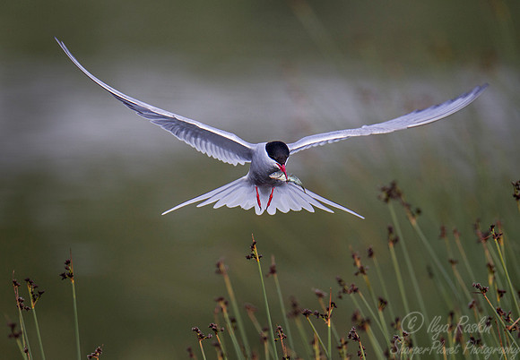 161 Arctic Tern (Sterna paradisaea) - Anchorage AK