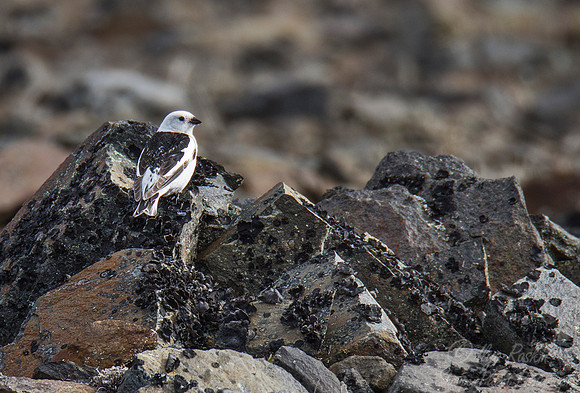 017 Snow Bunting (Plectrophenax nivalis) - Nome AK