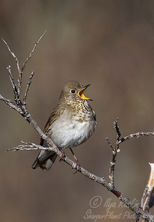 009 Grey-cheeked Thrush (Catharus minimus) - Nome AK