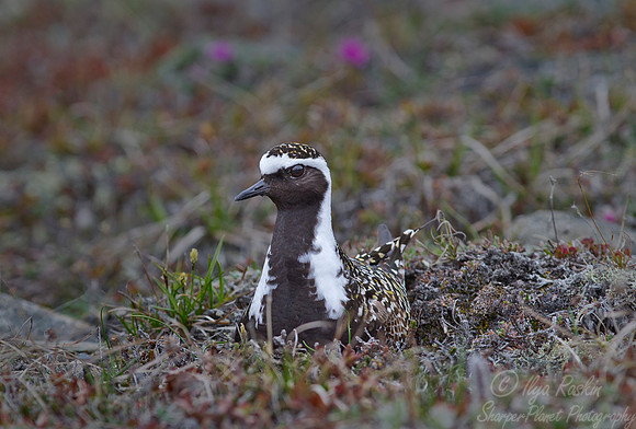 155 American Golden Plover (Pluvialis dominica) - Nome AK