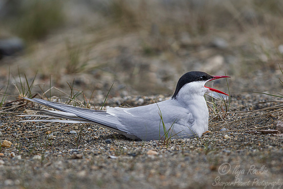 160 Arctic Tern (Sterna paradisaea) - Nome AK