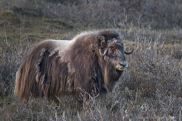 128 Muskox (Ovibos moschatus) - Nome AK