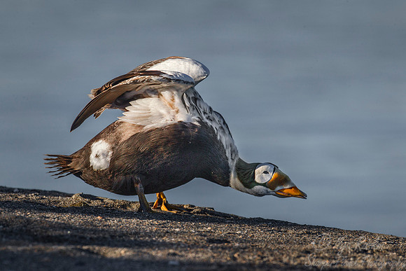 123 Spectacled Eider (Somateria fischeri) - Nome AK
