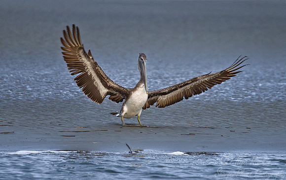 092  Brown Pelican (Pelecanus occidentalis) - SC
