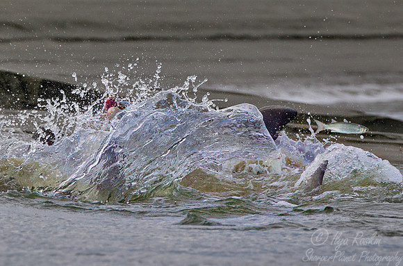 077 Common Bottlenose Dolphins (Tursiops truncatus) strand feeding - SC