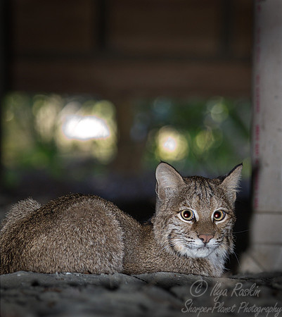 _RB27883_master