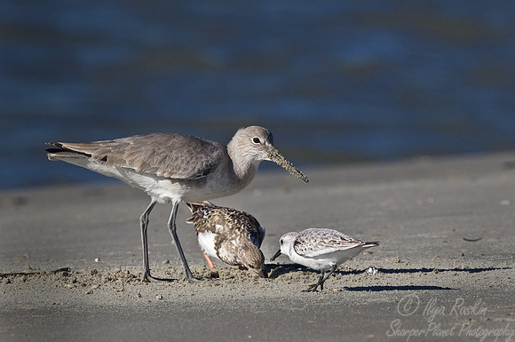 140 Shore birds feeding - SC