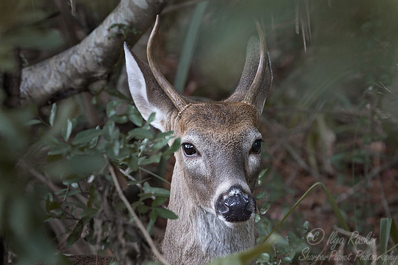 116 White-tailed Deer (Odocoileus virginianus) -SC