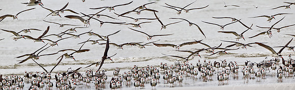 137 Black Skimmers (Rynchops niger) SC