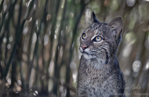 073 Bobcat (Lynx rufus) - SC