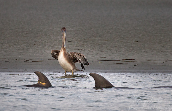 076 Common Bottlenose Dolphins (Tursiops truncatus) strand feeding - SC