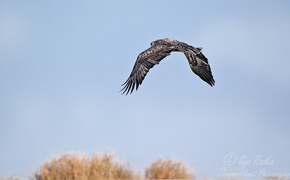 118 Bald Eagle immature (Haliaeetus leucocephalus) - SC