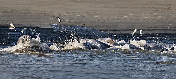 074 Common Bottlenose Dolphins (Tursiops truncatus) strand feeding - SC