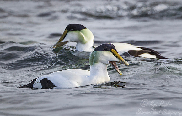 146 Common Eider (Somateria mollissima) - RI