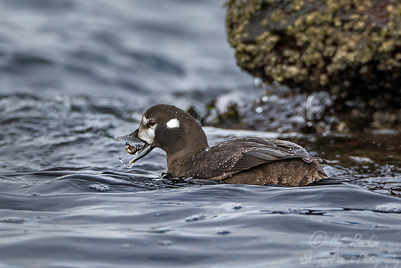 131 Harlequin Duck (Histrionicus histrionicus) -  RI