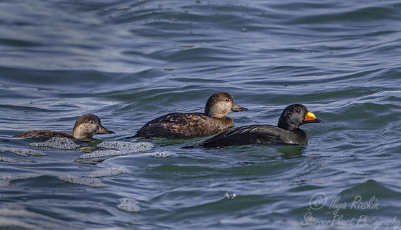 147 Black Scoters (Melanitta americana) - RI