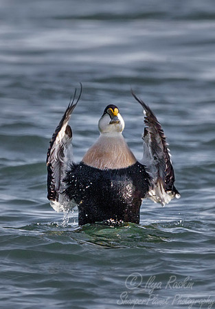 140 Common Eider (Somateria mollissima) - RI