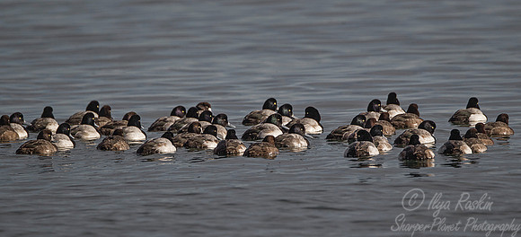 150 Goldeneye (Bucephala clangula) - RI
