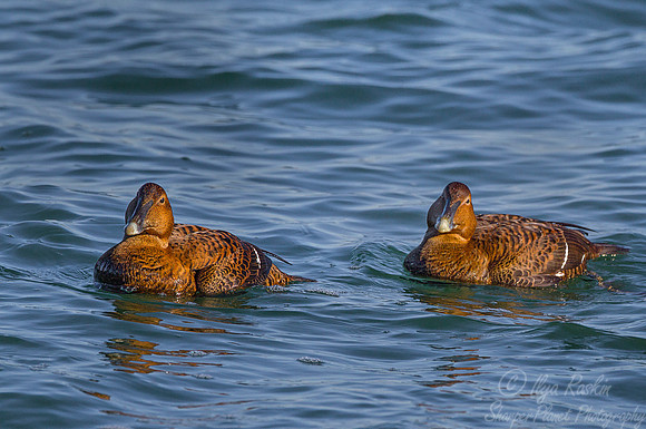 139 Common Eiders (Somateria mollissima) - RI