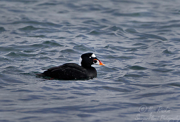 149 Surf scoter (Melanitta perspicillata) - RI