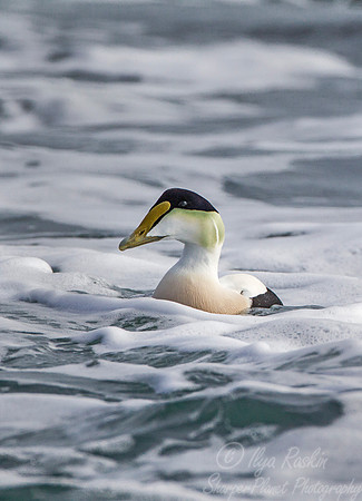 145 Common Eider (Somateria mollissima) - RI