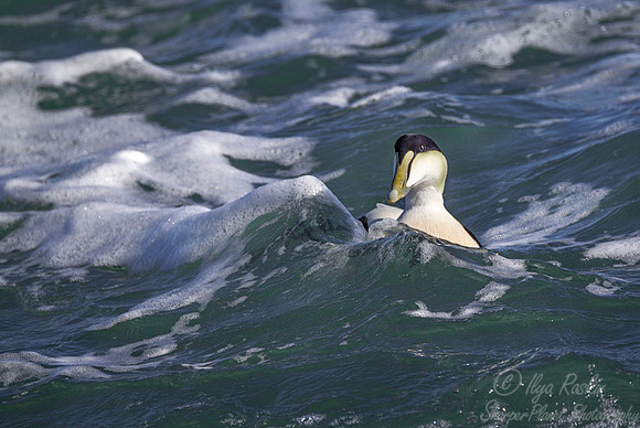 144 Common Eider (Somateria mollissima) - RI