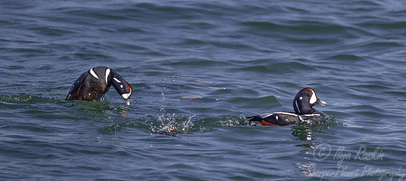 130 Harlequin Ducks (Histrionicus histrionicus) -  RI