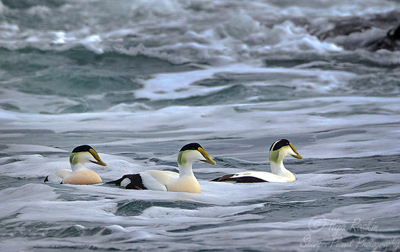 136 Common Eiders (Somateria mollissima) - RI