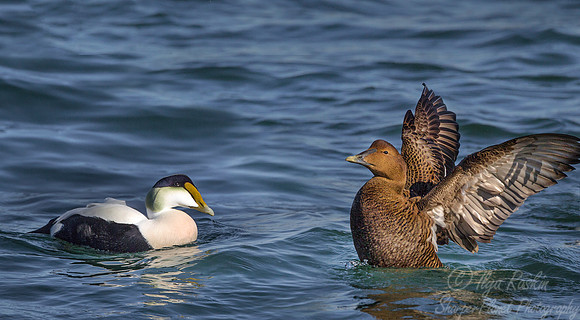 138 Common Eiders (Somateria mollissima) - RI