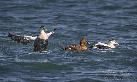 143 Common Eiders (Somateria mollissima) - RI