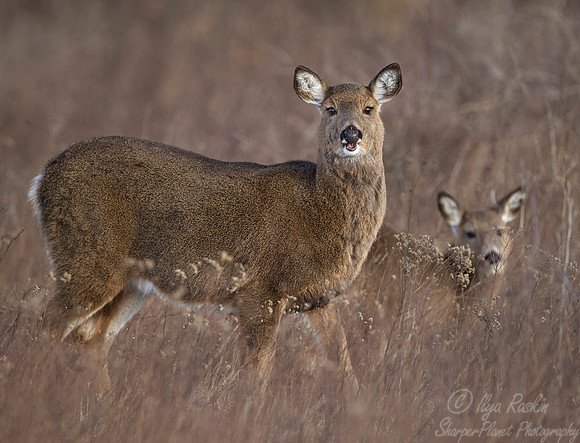 143 White-tailed Deers (Odocoileus virginianus) - RI