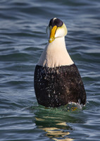2015 Rhode Island