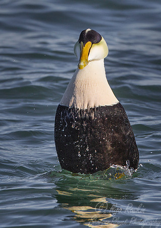 141 Common Eider (Somateria mollissima) - RI