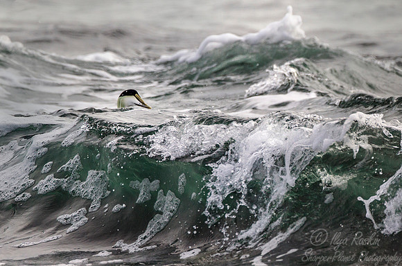 137 Common Eider (Somateria mollissima) - RI