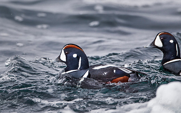 129 Harlequin Ducks (Histrionicus histrionicus) -  RI