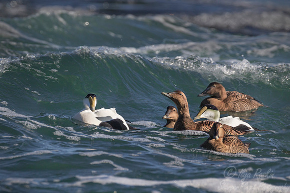 135 Common Eiders (Somateria mollissima) - RI