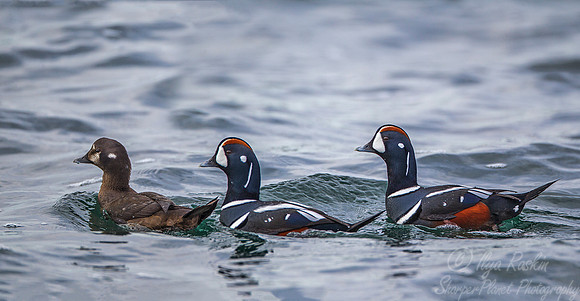 128 Harlequin Ducks (Histrionicus histrionicus) -  RI