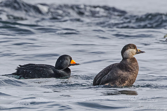 148 Black Scoters (Melanitta americana) - RI