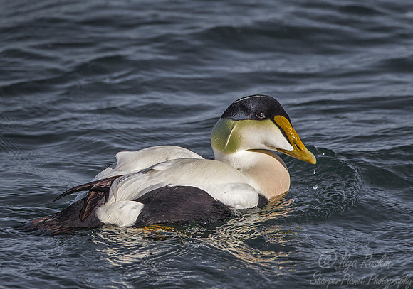142 Common Eider (Somateria mollissima) - RI