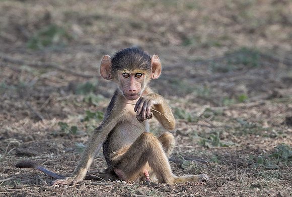 025 Chacma baboon (Papio ursinus)
