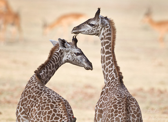 149 African giraffe (Giraffa camelopardalis) - South Luangwa Zambia